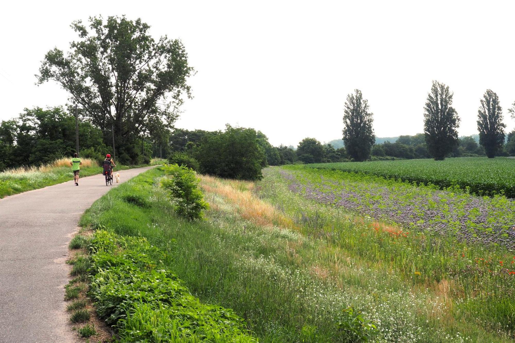 Hortensie Speyer Eksteriør billede